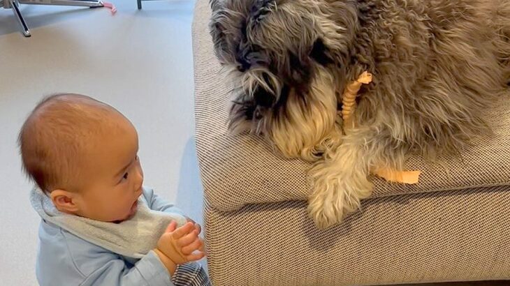 0歳の赤ちゃんとお兄ちゃん犬→思った以上に平和な『おもちゃの取り合い』に「何回も見ちゃう可愛さｗ」「本当に優しい」と絶賛の声(ブログ)