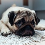 犬が落ち着いて過ごせない５つの場所　愛犬にリラックスしてもらうためのポイントをご紹介(ブログ)