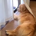 お父さんが2日間の出張へ→家で待っていた大型犬が…再会の瞬間『キレながら喜ぶ光景』が84万再生「日本一のお出迎え」「健気で泣ける」(ブログ)