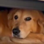 『怖いからヤダ！』雷に怯えてソファの下から出ない大型犬→愛する父が帰ってきたら…まさかの行動に「大変そうｗ」「笑顔可愛い」と11万再生(ブログ)