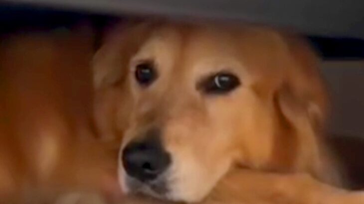 『怖いからヤダ！』雷に怯えてソファの下から出ない大型犬→愛する父が帰ってきたら…まさかの行動に「大変そうｗ」「笑顔可愛い」と11万再生(ブログ)