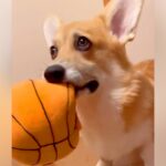 『ブルブルするおもちゃが大好きな犬』だと思っていたら…『衝撃の事実』が判明する光景が222万再生「まさかのｗ」「ブルブルじゃなくて草」(ブログ)