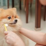 犬が『歯磨きを拒否』するときの対処法はある？苦手克服に向けた改善策まで(ブログ)