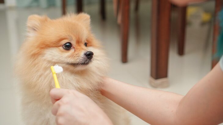 犬が『歯磨きを拒否』するときの対処法はある？苦手克服に向けた改善策まで(ブログ)
