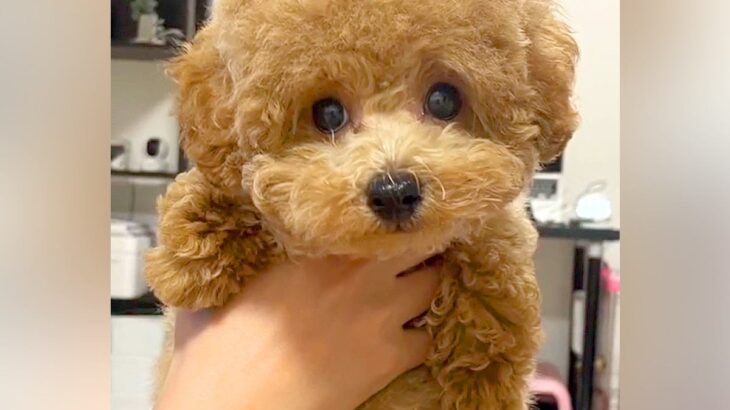 『両親も小さいので体重３キロ程度になる』と言われて飼った犬…想定とは違った『まさかの現在』が43万再生「我が家も同じｗ」「幸せな証拠」(ブログ)