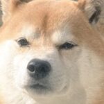 『寒いし閉めちゃうからね』頑なに家に入らない犬→そのまま窓を閉めてみた結果…『まさかの表情』に９万いいね「顔ｗ」「多分開けても入らない」(ブログ)