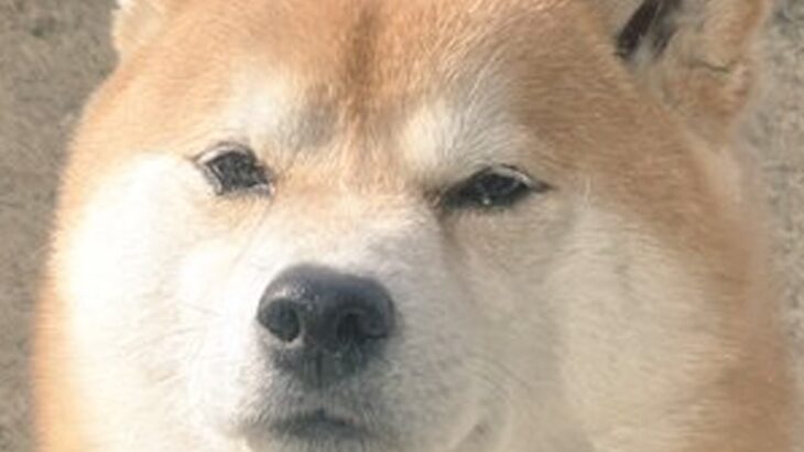 『寒いし閉めちゃうからね』頑なに家に入らない犬→そのまま窓を閉めてみた結果…『まさかの表情』に９万いいね「顔ｗ」「多分開けても入らない」(ブログ)