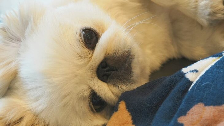 『赤ちゃんのベッドに乗っちゃダメ』と言われた犬→どうしても側にいたくて…『尊すぎる対処法』に1万いいね「なんて優しいの」「感動」と絶賛(ブログ)