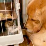 ケージに入ってる『保護した子猫』→大型犬が近くで…思わず笑顔になる『平和すぎるやり取り』が14万再生「なんて優しいの」「大物の予感」(ブログ)