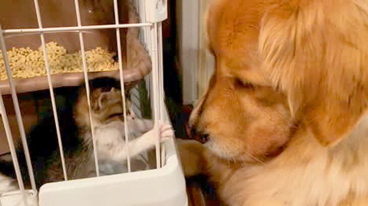 ケージに入ってる『保護した子猫』→大型犬が近くで…思わず笑顔になる『平和すぎるやり取り』が14万再生「なんて優しいの」「大物の予感」(ブログ)