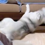 弱すぎる大型犬が『小型犬とバトルした』結果…絶望的な『運動神経の悪さ』が74万再生「逃げ足速くて草」「野生には帰れなそうｗ」と爆笑(ブログ)