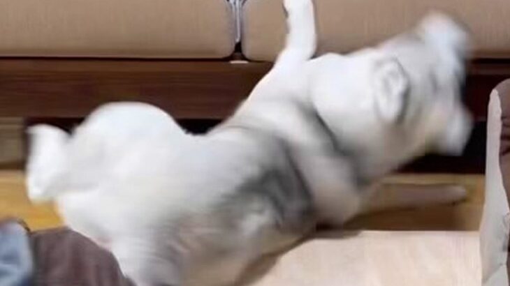 弱すぎる大型犬が『小型犬とバトルした』結果…絶望的な『運動神経の悪さ』が74万再生「逃げ足速くて草」「野生には帰れなそうｗ」と爆笑(ブログ)