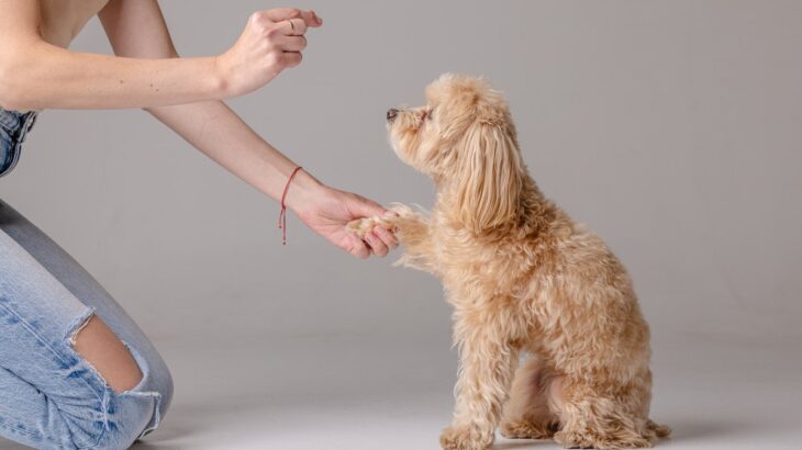 愛犬と楽しみながらできる『ハズバンダリートレーニング』　初心者でもできる3つのステップをご紹介(ブログ)