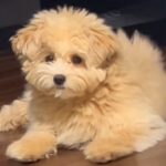 『こんなに変わる…？』ボサボサの犬をトリミングした結果→思った以上の『小顔ビフォーアフター』が12万再生「かわよ」「お上手」と絶賛の声(ブログ)