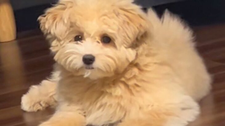 『こんなに変わる…？』ボサボサの犬をトリミングした結果→思った以上の『小顔ビフォーアフター』が12万再生「かわよ」「お上手」と絶賛の声(ブログ)