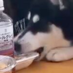 ママ友とランチしていたら、隣にいたハスキー犬が…大胆すぎる『お弁当強奪の犯行』が70万再生「立派な引ったくりで草」「カルビ弁当ｗ」と爆笑(ブログ)
