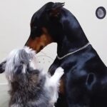 大型犬が大騒ぎしたら、先輩の小型犬に怒られてしまい…見た目とは裏腹な『まさかの光景』が可愛すぎると82万再生「気まずそうで草」「爆笑」(ブログ)