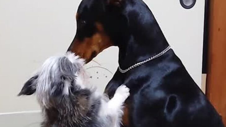 大型犬が大騒ぎしたら、先輩の小型犬に怒られてしまい…見た目とは裏腹な『まさかの光景』が可愛すぎると82万再生「気まずそうで草」「爆笑」(ブログ)