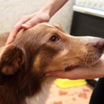犬を不安にさせる『褒め方』4選　愛犬との信頼関係が崩壊する飼い主の間違った行動とは？(ブログ)