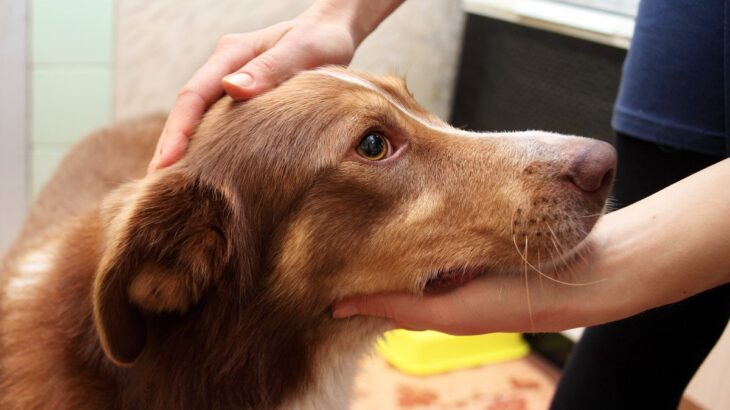 犬を不安にさせる『褒め方』4選　愛犬との信頼関係が崩壊する飼い主の間違った行動とは？(ブログ)