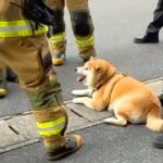 『消防士さんが集まってる』と思ったら、散歩していた犬が…まさかの光景と神対応が50万再生「馴染んでて草」「しれっと混じってるｗ」(ブログ)