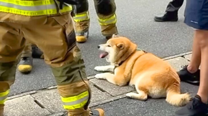 『消防士さんが集まってる』と思ったら、散歩していた犬が…まさかの光景と神対応が50万再生「馴染んでて草」「しれっと混じってるｗ」(ブログ)