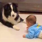 『きゃー！！』赤ちゃんが奇声を出した結果、犬が…まるでコントのようなリアクションが137万再生「ズッコケてるｗ」「笑い止まらん」と爆笑(ブログ)