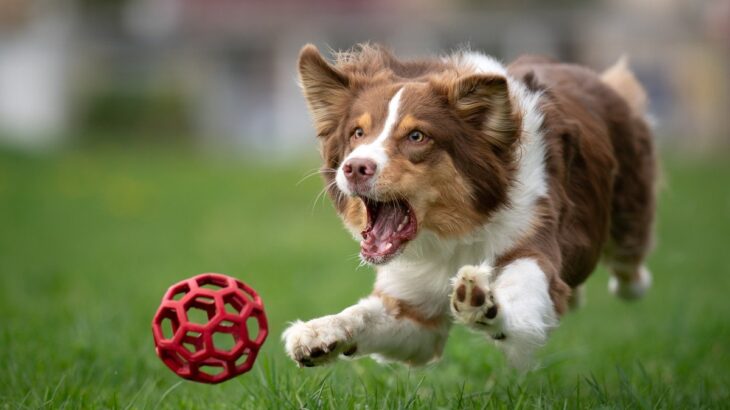 犬がみせる『野性的な行動』11つ　本能による仕草の理由や対処法をご紹介(ブログ)