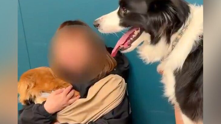 体重20キロの犬→小型犬が抱っこされているのを見た結果…自分の大きさを全く理解していない光景に3万いいね「幸せそうでニヤけた」「可愛い」(ブログ)