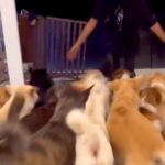 4日ぶりに帰宅した結果したら『33匹の保護犬』が…想定以上な『圧巻の熱烈歓迎』に「幸せな気持ちになる」「最高すぎ」と24万再生(ブログ)