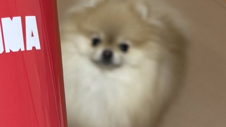 コップの写真を撮ろうとスマホを構えたら、犬が寄ってきて…まさかの『仕方なさそうに見せた行動』が209万表示「モデル並みの対応力ｗ」と絶賛(ブログ)