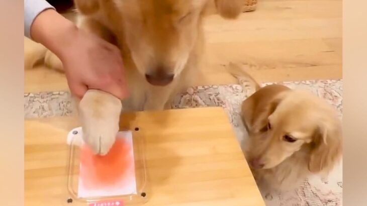 3匹の犬たちの『肉球スタンプ』を作った結果→個性があふれる微笑ましい光景が10万再生「最高に可愛すぎる…」「記念にいいですね」と絶賛の声(ブログ)