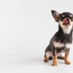 犬が好きな『食べ物』ランキングTOP5　愛犬の食いつきが悪いときに試すべき食材とは？(ブログ)