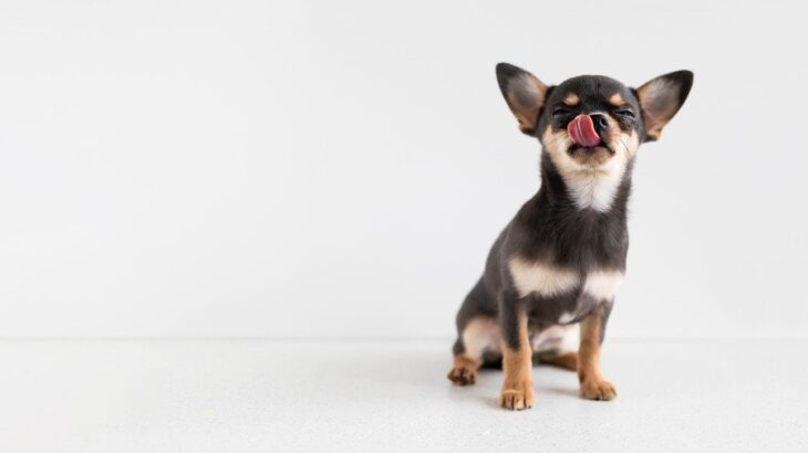 犬が好きな『食べ物』ランキングTOP5　愛犬の食いつきが悪いときに試すべき食材とは？(ブログ)