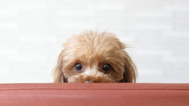 犬が人間を怖いと思っているときに見せる仕草や行動4選　安心させるためにはどうしたらいいの？(ブログ)