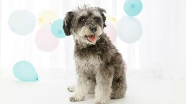 犬がしていたら『危険な座り方』4選　体に異変がある可能性も？注意すべきポイントを解説(ブログ)