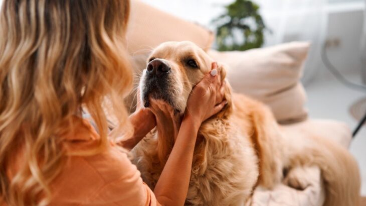 犬が人間のことを『心配』しているサイン5選　飼い主の感情の変化をどうやって感じ取っているの？(ブログ)