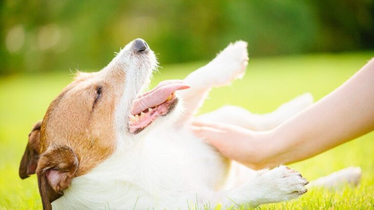犬が飼い主の前で『ゴロンと転がる』心理5選　何を伝えたいの？不思議な行動をみせる理由とは(ブログ)