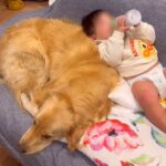 赤ちゃんが『3時間に1回のペースで夜泣き』していたら、大型犬が…頼もしすぎる光景が話題に　優しさ溢れる姿に反響(ブログ)