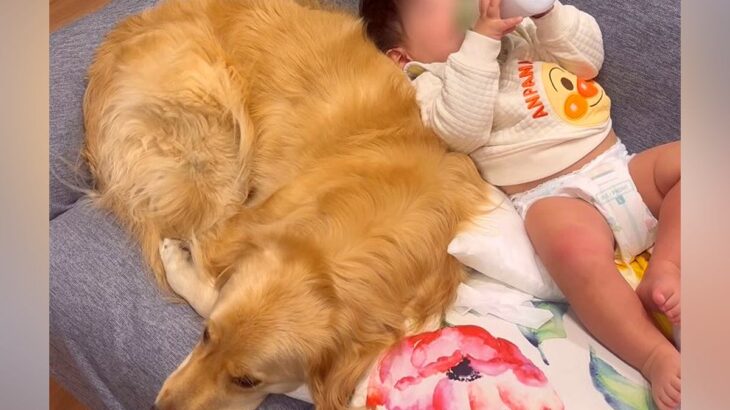 赤ちゃんが『3時間に1回のペースで夜泣き』していたら、大型犬が…頼もしすぎる光景が話題に　優しさ溢れる姿に反響(ブログ)