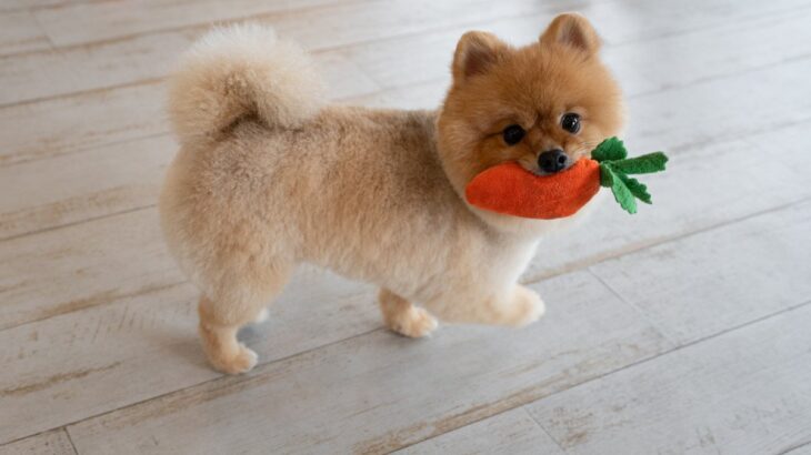 犬が『おもちゃを離さない』ときの心理3つ　愛犬が執着している理由から対処法まで(ブログ)