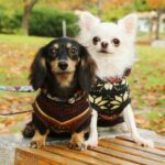 『運動が不得意』とされている犬種3選　それぞれの特徴から注意すべきことまで(ブログ)
