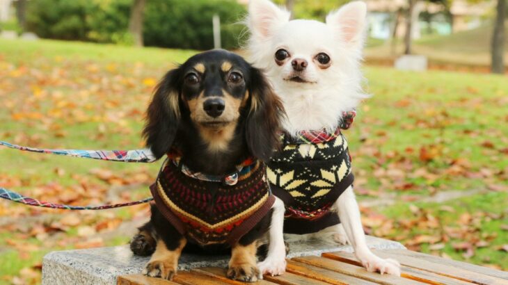 『運動が不得意』とされている犬種3選　それぞれの特徴から注意すべきことまで(ブログ)