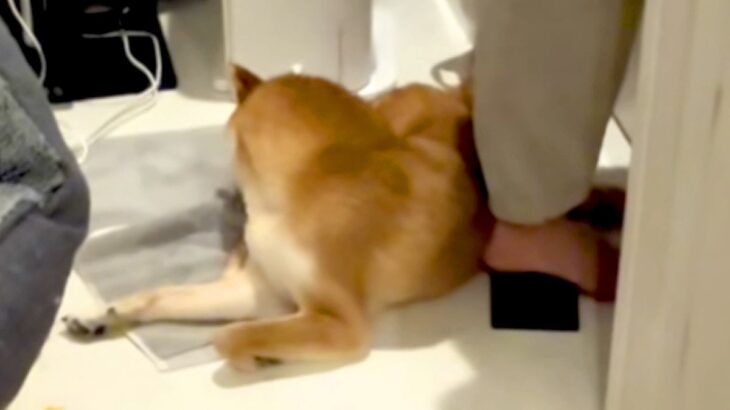 ドライヤーの音で『パパの帰宅』に気付かない犬→目が合った瞬間に…想像以上の反応が67万再生「可愛くて泣きそうｗ」「喜んでくれて尊い」(ブログ)