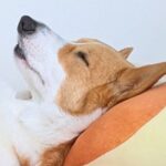 家族全員がバタバタと過ごす朝→ふと犬を見てみたら…ワンコとは思えない『まさかの光景』に3万いいね「貫禄あって草」「社長感ｗ」と爆笑(ブログ)