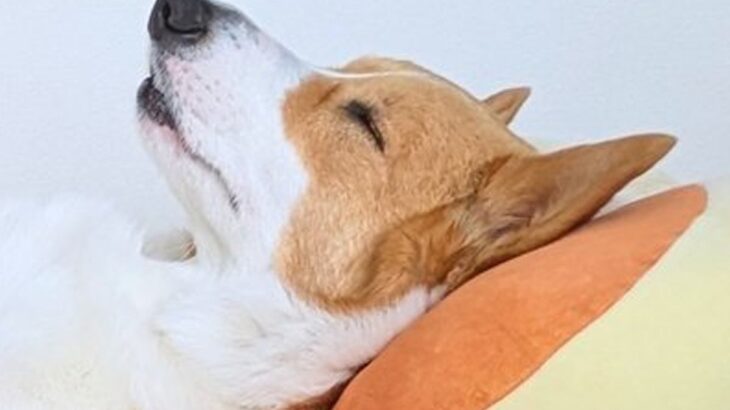 家族全員がバタバタと過ごす朝→ふと犬を見てみたら…ワンコとは思えない『まさかの光景』に3万いいね「貫禄あって草」「社長感ｗ」と爆笑(ブログ)