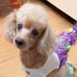 飼い主を亡くし『毎日ペットホテルにいた犬』を引き取った結果…当時では考えられない『変顔まで披露する光景』に感動「本当幸せそう」と９万再生(ブログ)