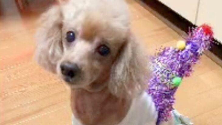 飼い主を亡くし『毎日ペットホテルにいた犬』を引き取った結果…当時では考えられない『変顔まで披露する光景』に感動「本当幸せそう」と９万再生(ブログ)