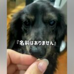 『名前はありません』と言われて引き取った”悪臭を放つ犬”…過去からは想像がつかない『現在までの軌跡』に反響「泣けてきた…」と感動の声(ブログ)