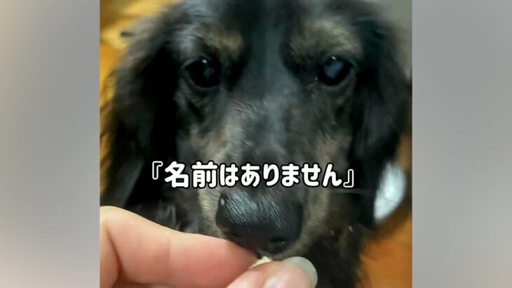 『名前はありません』と言われて引き取った”悪臭を放つ犬”…過去からは想像がつかない『現在までの軌跡』に反響「泣けてきた…」と感動の声(ブログ)